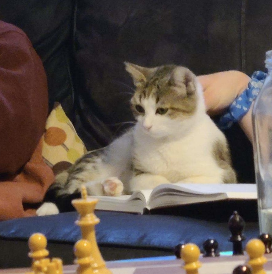 A cat reading a book